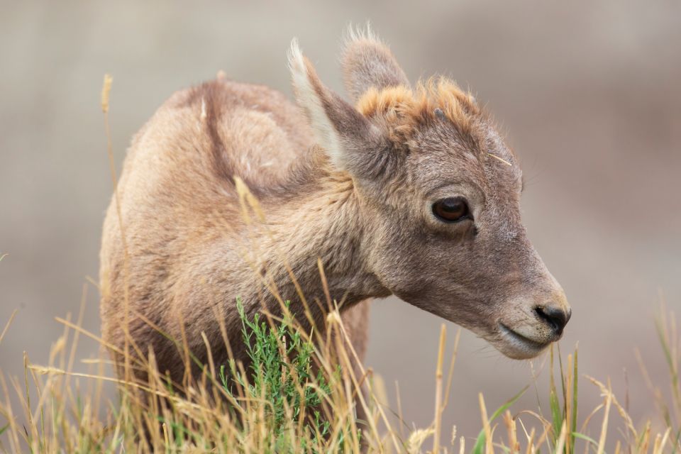 Badlands National Park: Self-Guided Driving Audio Tour - Experience and Itinerary