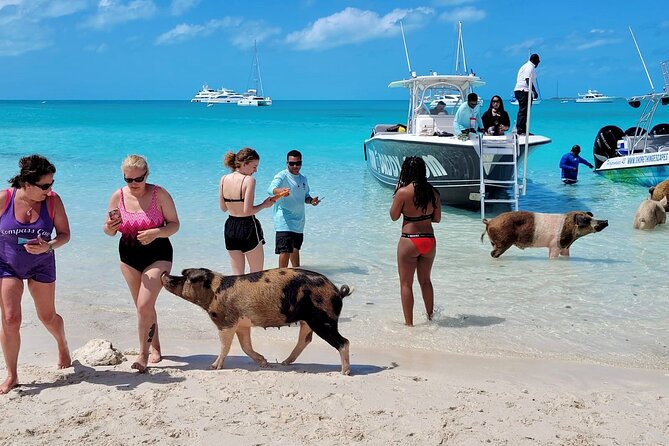 Bahamas Swimming Pigs Full Day Exuma Boat Tour - Meeting Point and Pickup Details