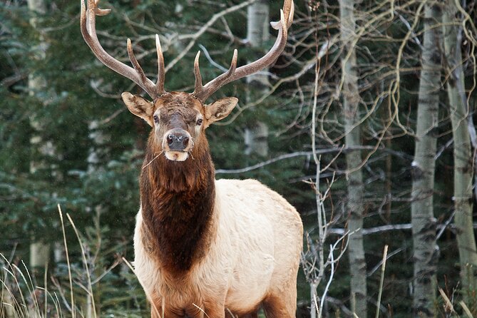 Banff: Local Legends and Landmarks - History Tour 1.5hr - Included Essentials