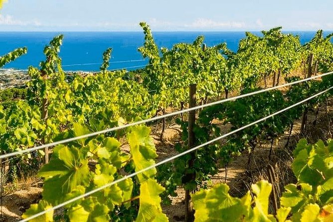 Barcelona Ebike Beach Tour to Vineyards, Wine Tasting & Picnic - Traversing the Catalan Coast