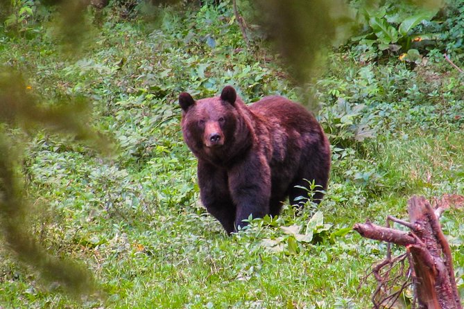 Bear Watching Experience Near Brasov - Inclusions and Exclusions