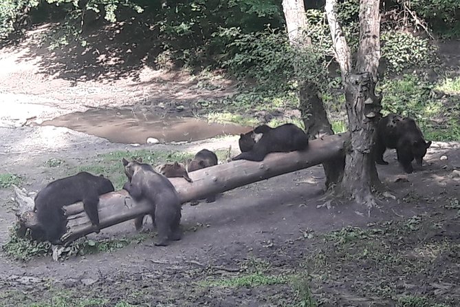 Bear Watching in the Wild From Brasov - Restrictions and Requirements