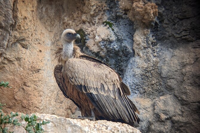 Birding Costa Del Sol Day Tour - Highlights of the Tour