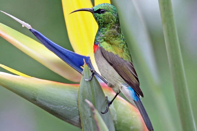 Birdwatching in Cape Town - Inclusions