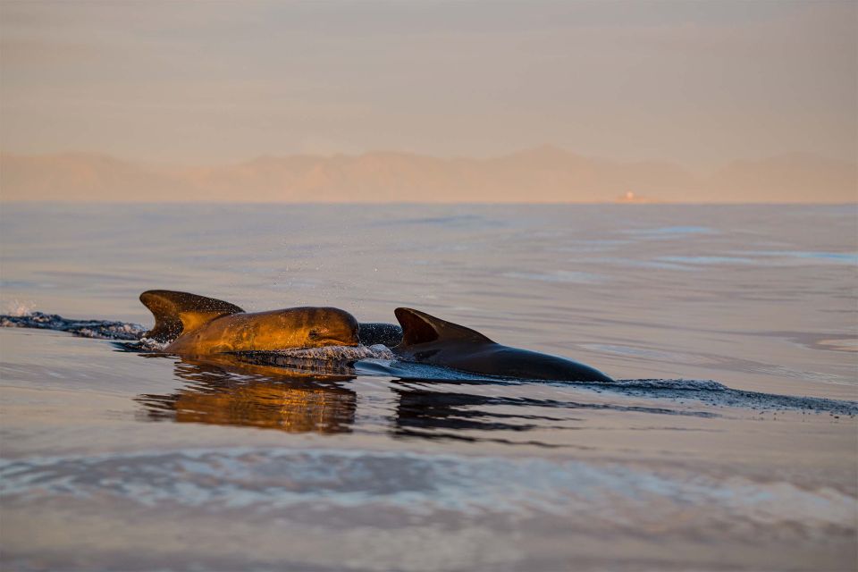 Bleik: Whale Watching by Speedboat With Puffins and Muffins - Wildlife Sightings on the Excursion