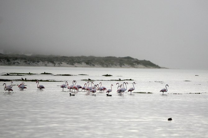 Boat Tours in the Óbidos Lagoon - Meeting and Pickup