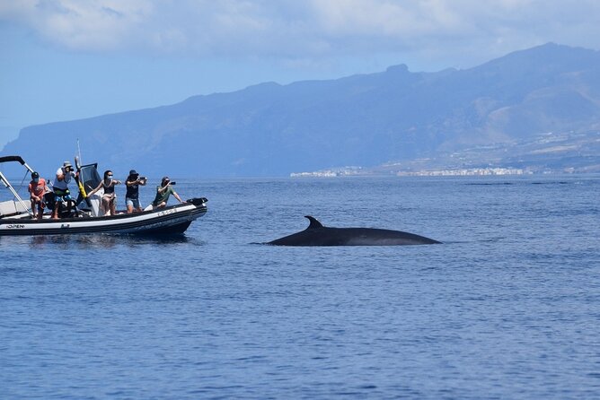 Bonadea II Ecological Whale Watching, 2 Hours - Meeting and Pickup