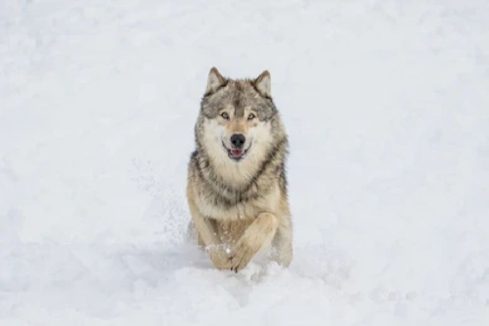 Bozeman: Yellowstone Wolves and Winter 4Day/3Night Adventure - Highlights of the Tour