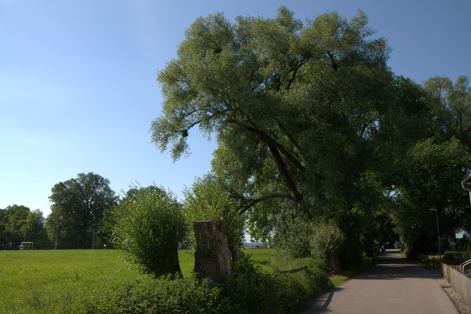 Bregenz - Historic Guided Walking Tour - Thalbach Monasterys Wooden Sculptures