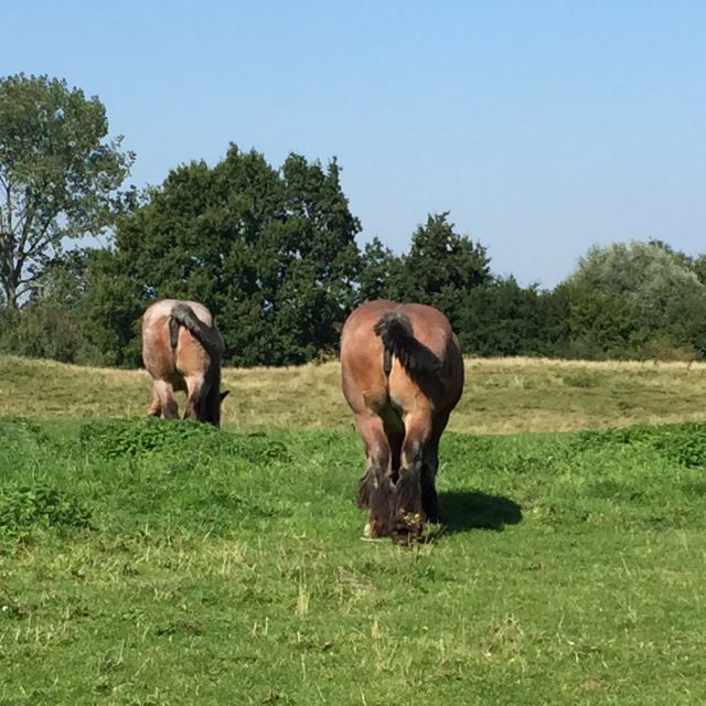 Bruges: Flatlands Guided Bike Tour - Experience Highlights