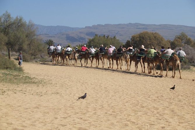 Camel Riding in Maspalomas Dunes - Whats Included in the Tour