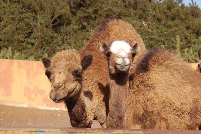 Camel Riding Tour at El Tanque, Tenerife - Exploring the Trails and Farmland