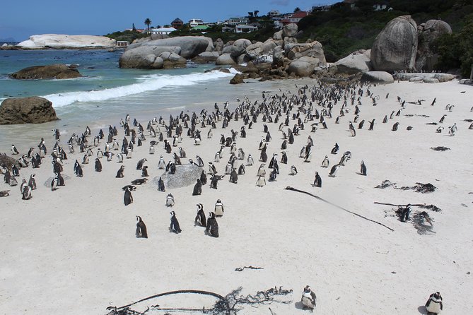 Cape of Good Hope, Penguins Private Tour From Cape Town Full Day - Inclusions