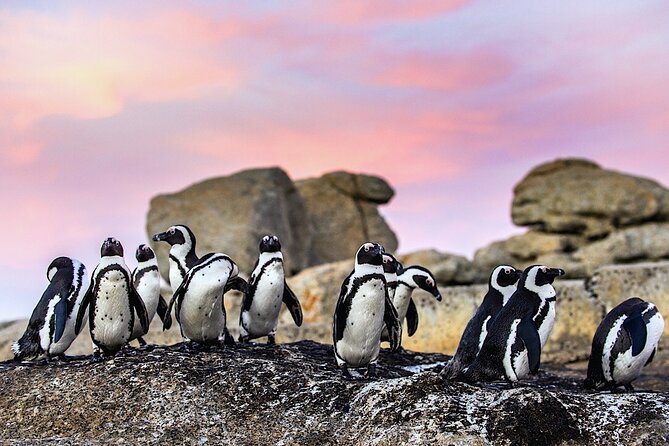 Cape Town Private Group Tour to Cape of Good Hope and Boulders Penguins Colony - Inclusions and Additional Costs