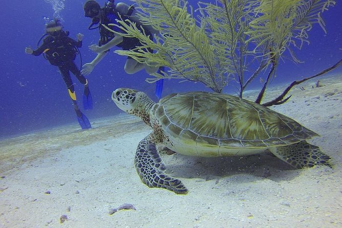 Certified 2-Tank Scuba Diving Tour From Montego Bay - Convenient Logistics and Gear Provided