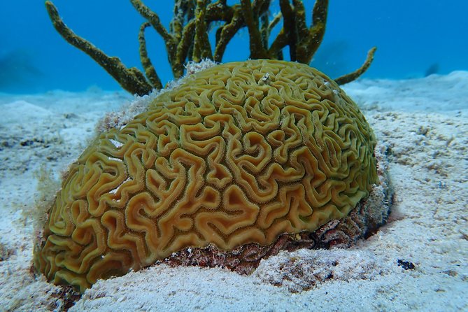 Certified Guided Reef Dive in St Thomas - Meeting Point and Pickup