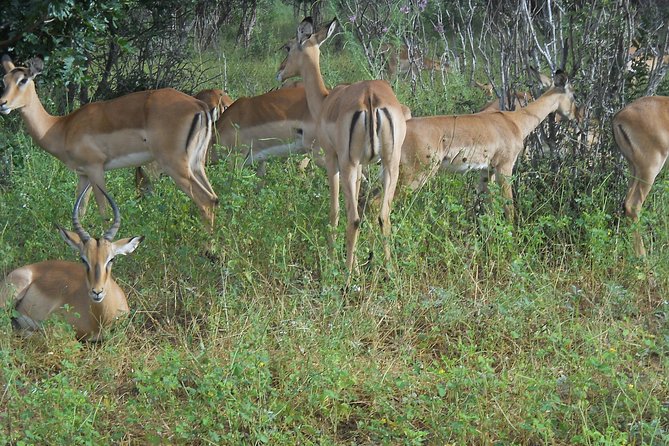 Chobe Full Day Safari Trip - Cancellation and Booking Policy