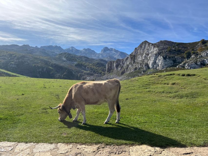 Covadonga and Lakes and Occidental Coast Private Tour - Picos De Europa National Park