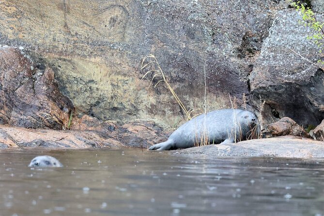 Cruise in Puumala by Lake Saimaa - Seal Spotting Opportunities