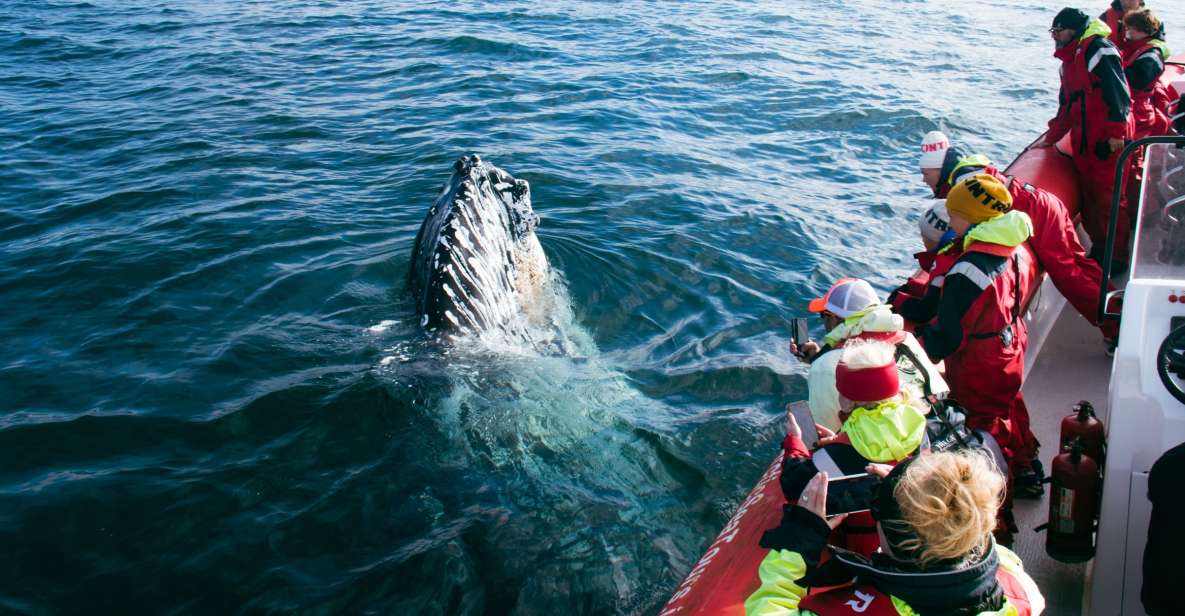 Dalvík: Whale Watching Speedboat Tour - Highlights