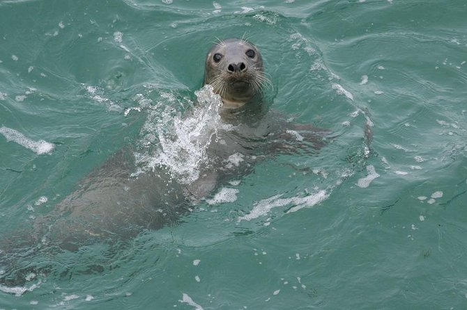 Dingle Boat Tours Wildlife RIB Adventure - Included Amenities