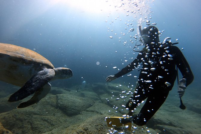 Discover Scuba Diving Experience in Turtle Habitat - Obtaining Online Certification