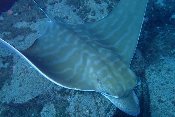 Discover Scuba Diving, Tenerife. Photos and Videos Included - Included Scuba Diving Equipment