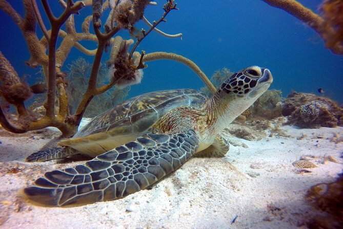 Discover Scubadiving on Aruba'S Reef - Pickup and Meeting Point Details