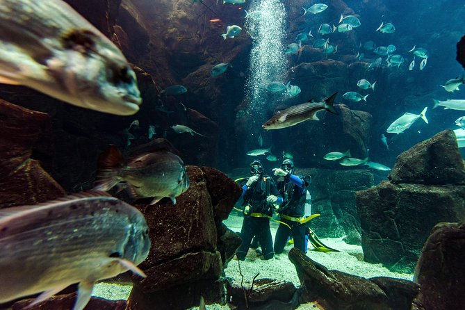 Diving in the Madeira Aquarium - Local Fish Species