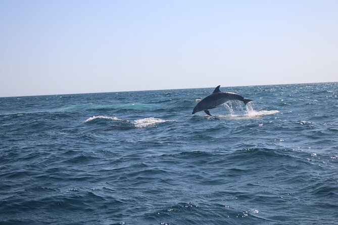 Dolphin Watch & Benagil Caves Boat Tour With Biologist Guide - Meeting and Pickup Location