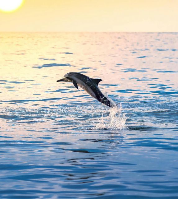 Dolphin & Whale Watching With Luxury Yacht - Duration and Inclusions