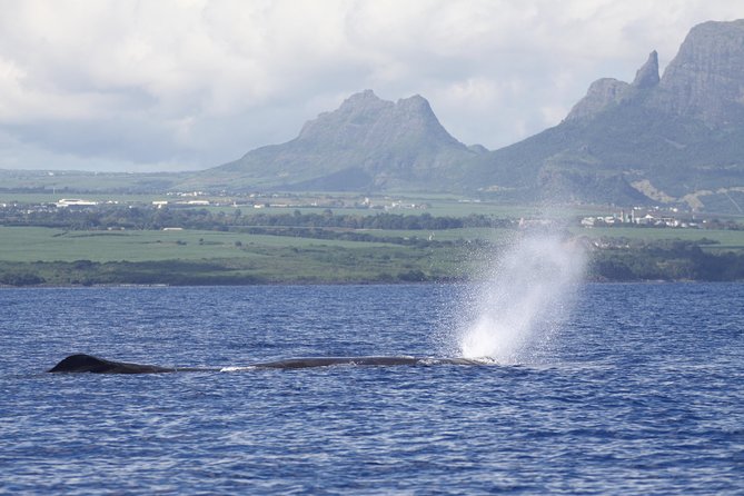 Dolphins Encounter and Whale Watching - Activities Included