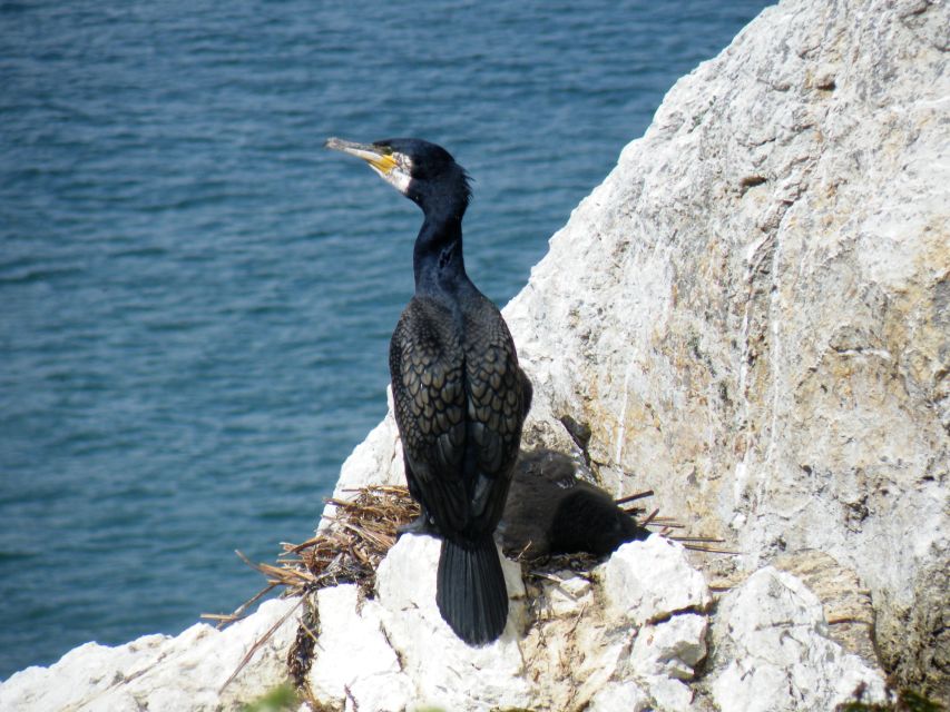 Dublin: Howth Coastal Boat Tour With Irelands Eye Ferries - Experience Highlights