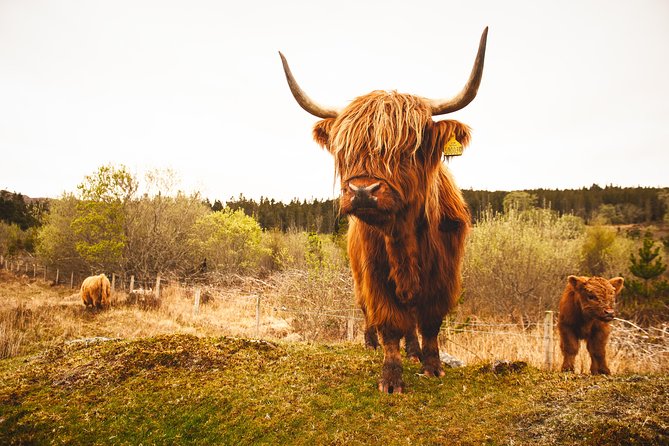 Dunnottar Castle and Royal Deeside Small-Group Tour From Aberdeen - Highlights of the Tour