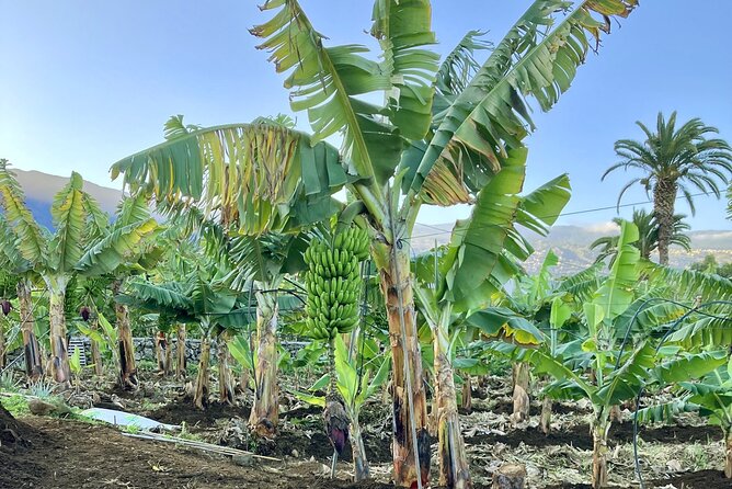 Ecological Banana Plantation Tour - Sustainable Banana Cultivation