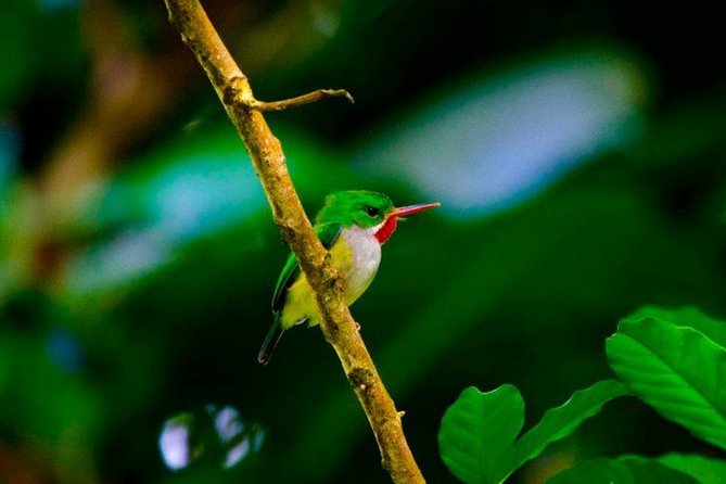 El Yunque Rainforest and Zipline Canopy Combo Tour - Tour Logistics