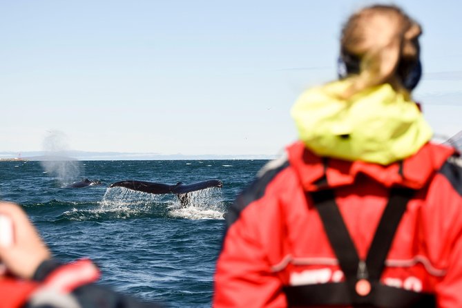 Express Whale Watching by RIB Boat From Akureyri - Wildlife Spotting Opportunities