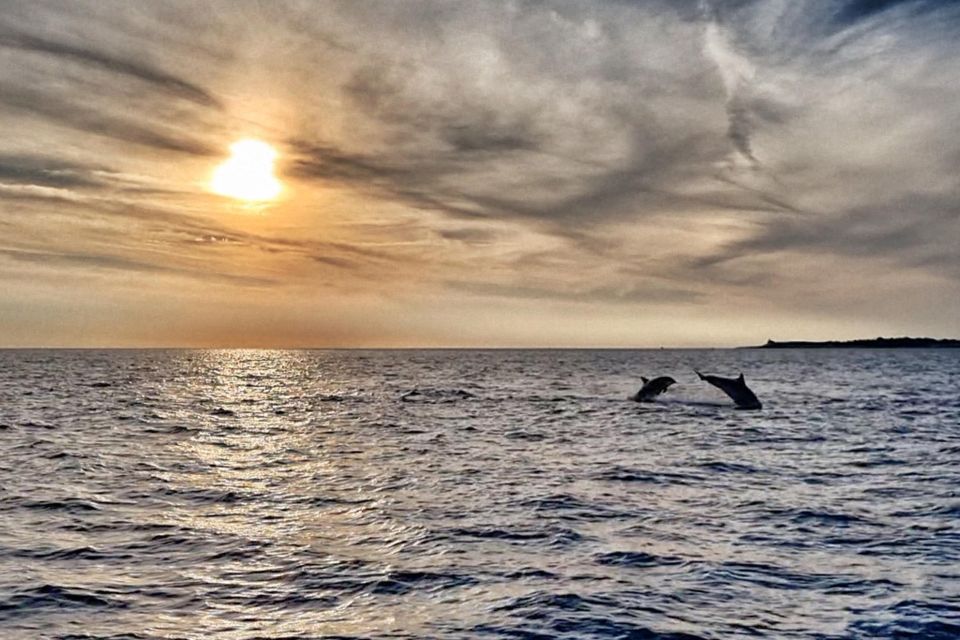 Fazana: Guided Dolphin Watching Sightseeing Cruise at Sunset - Cruise Details