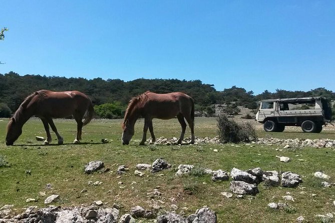 Feel and Taste Island Brac With Local Experts - Island Adventure to Remember - Discovering Local Products