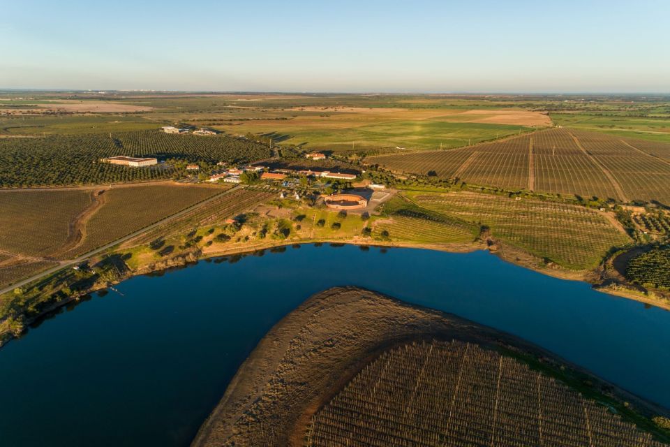 Feeling the Essence of Alentejo - Winery and Olive Oil Tour