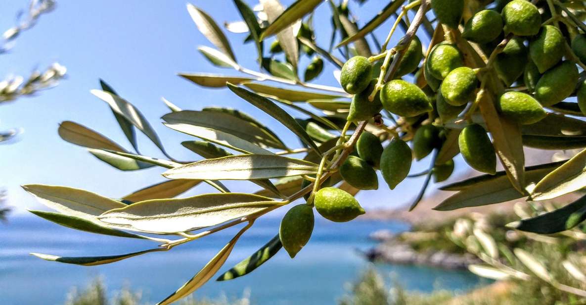 Five Days of Culinary Exploration in Laconias Peloponnese - Experience Highlights