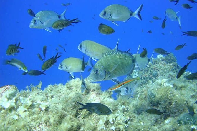 French Riviera Villefranche Bay Snorkeling Tour From Nice - Snorkeling in the Mediterranean Sea