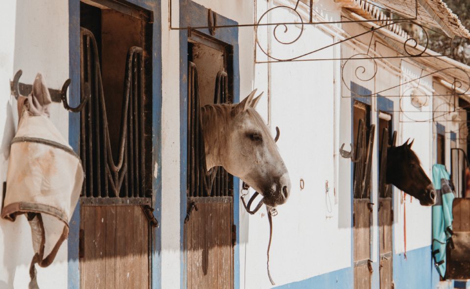 From Albufeira: Half-Day Hidden Gems & Horse Riding Tour - Stunning Beaches Exploration