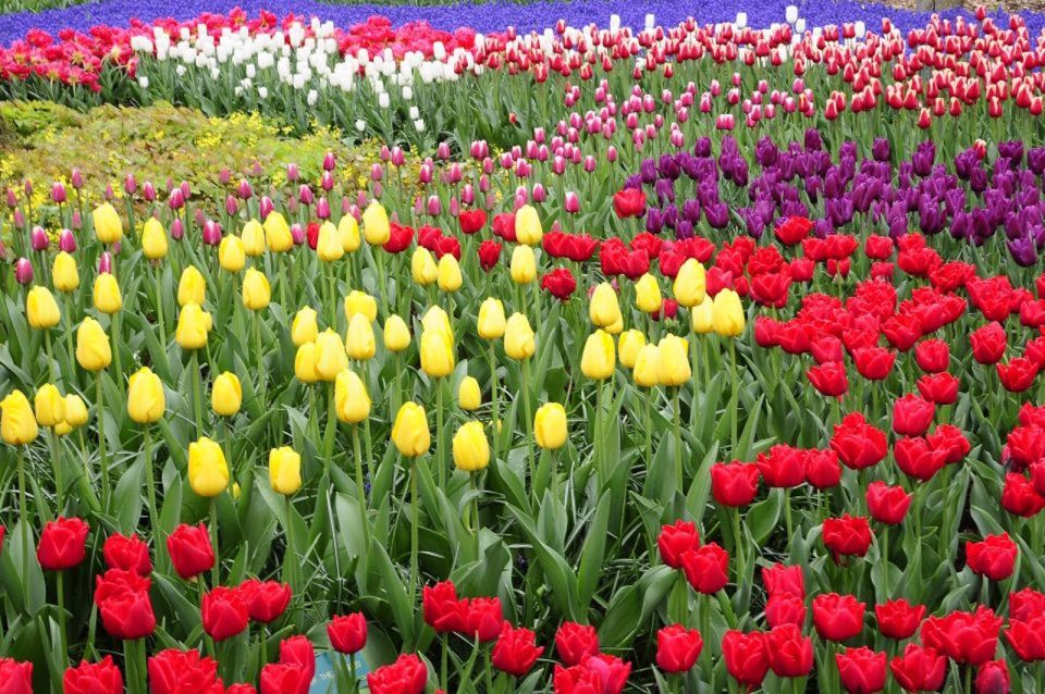 From Amsterdam: Private Windmills and Keukenhof Tour - Itinerary Highlights