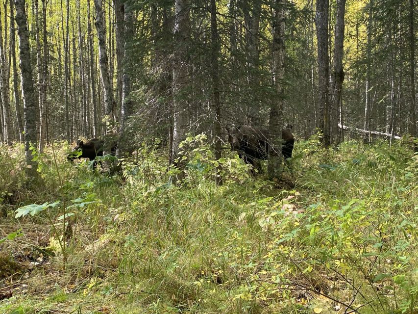 From Anchorage: Chugach State Park Walk With Naturalist - Explore Flora and Fauna