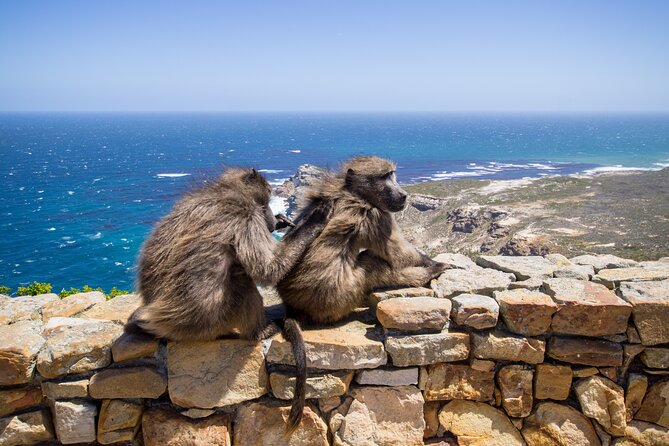 From Cape Town: Table Mountain, Cape of Good Hope & Penguins Including Park Fees - Meeting and Pickup