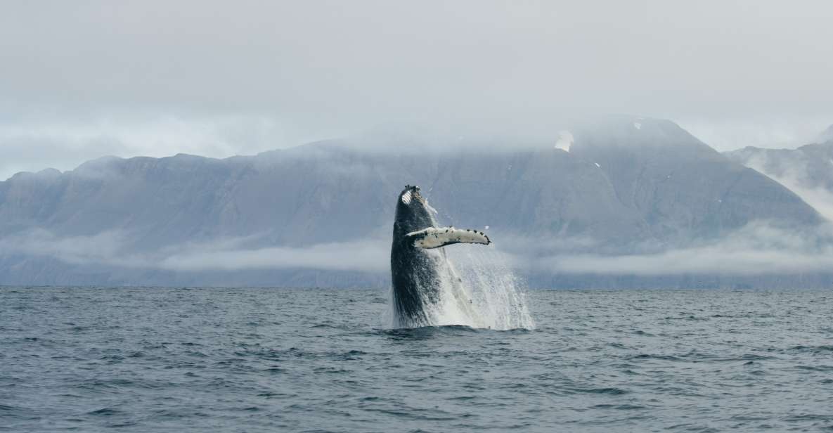 From Dalvik: Arctic Whale Watching in Northern Iceland - Inclusions and Booking Details