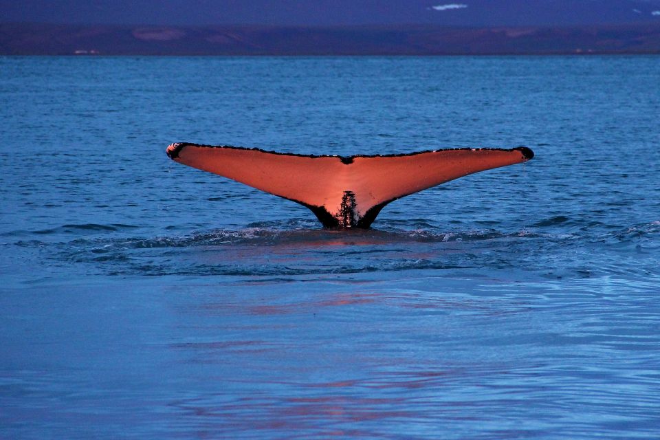 From Húsavík: Traditional Whale Watching Tour - Inclusions