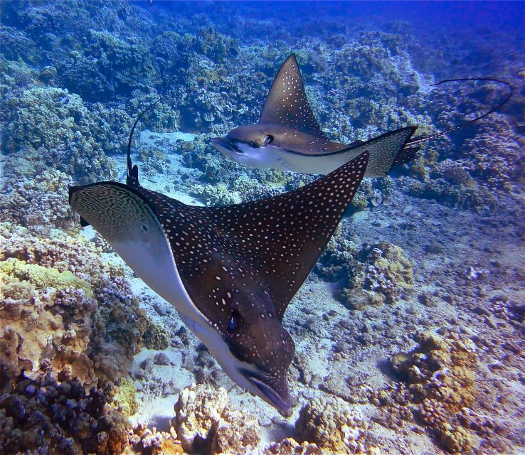 From Maalaea Harbor: Lanai Snorkel and Dolphin Adventure - Included in the Cruise