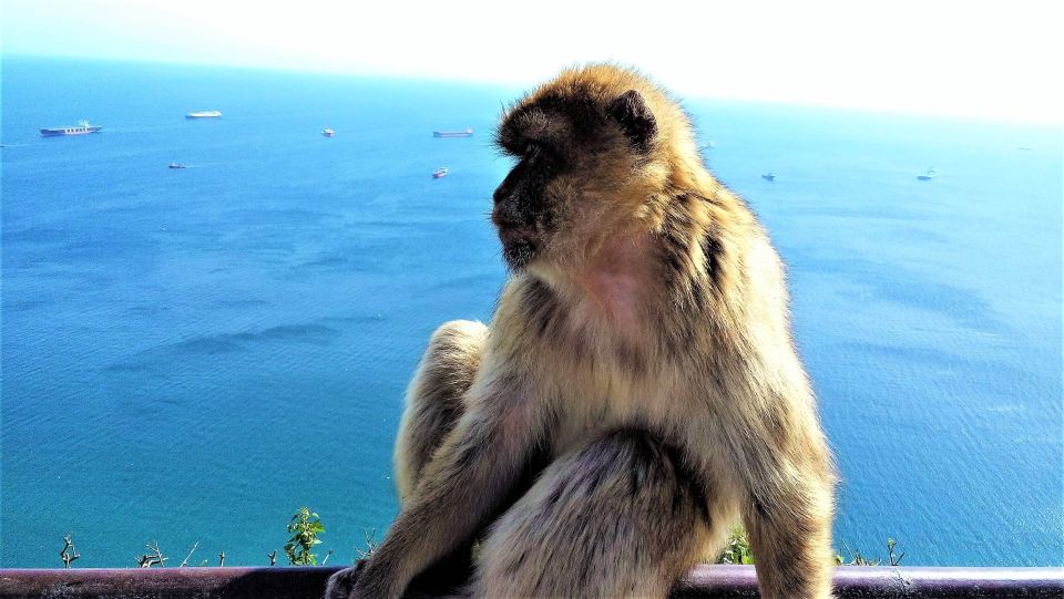 From Malaga or Marbella: Private Gibraltar Tour - Pricing